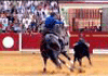 The Rider and the Wild Bull