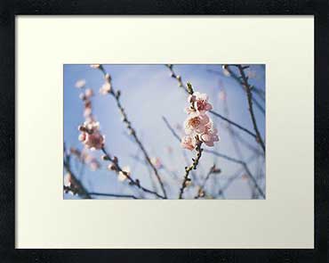 art prints